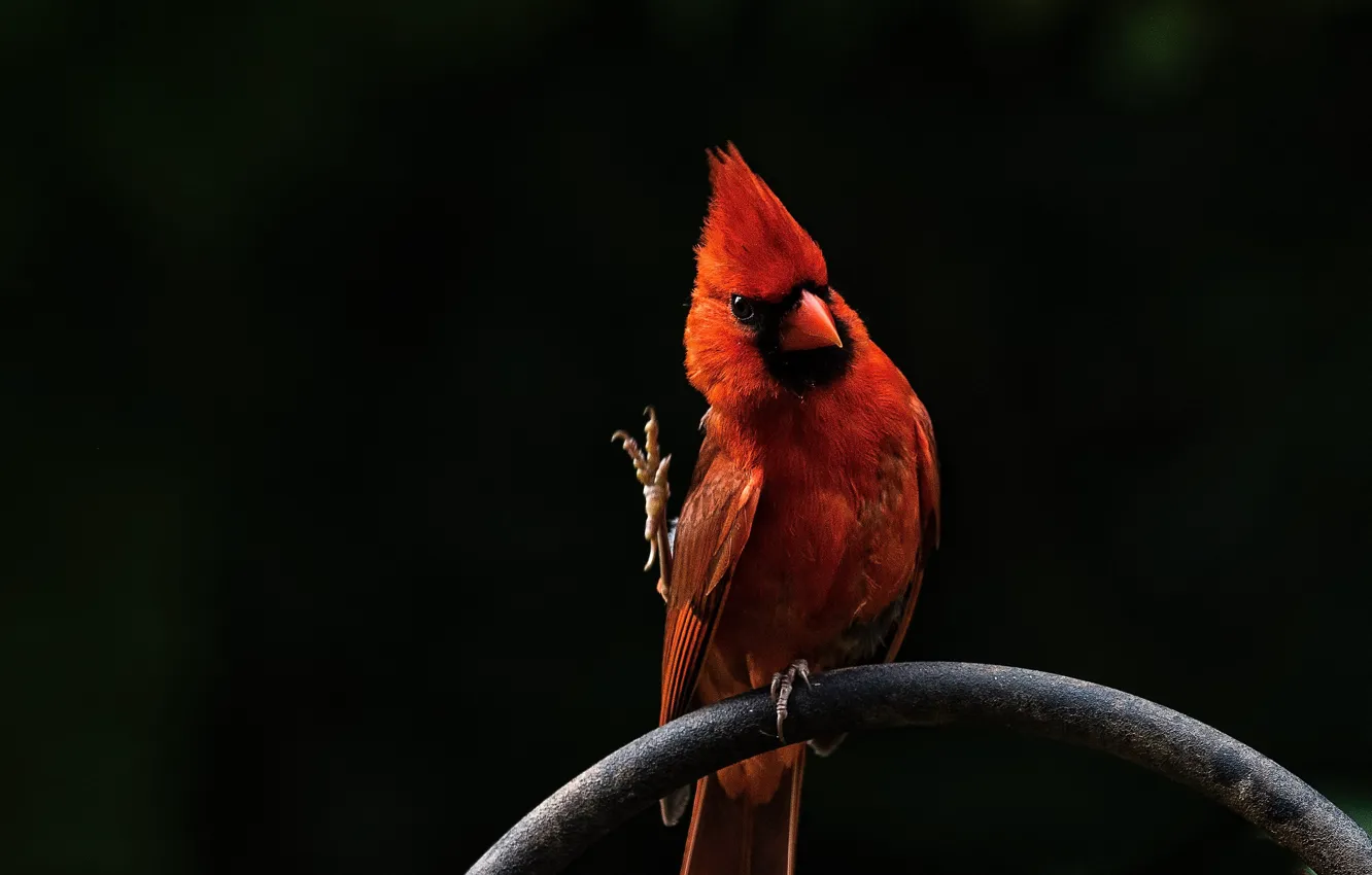 Фото обои красный, птица, red, bird, кардинал, Angry Birds, cardinal, Красный кардинал