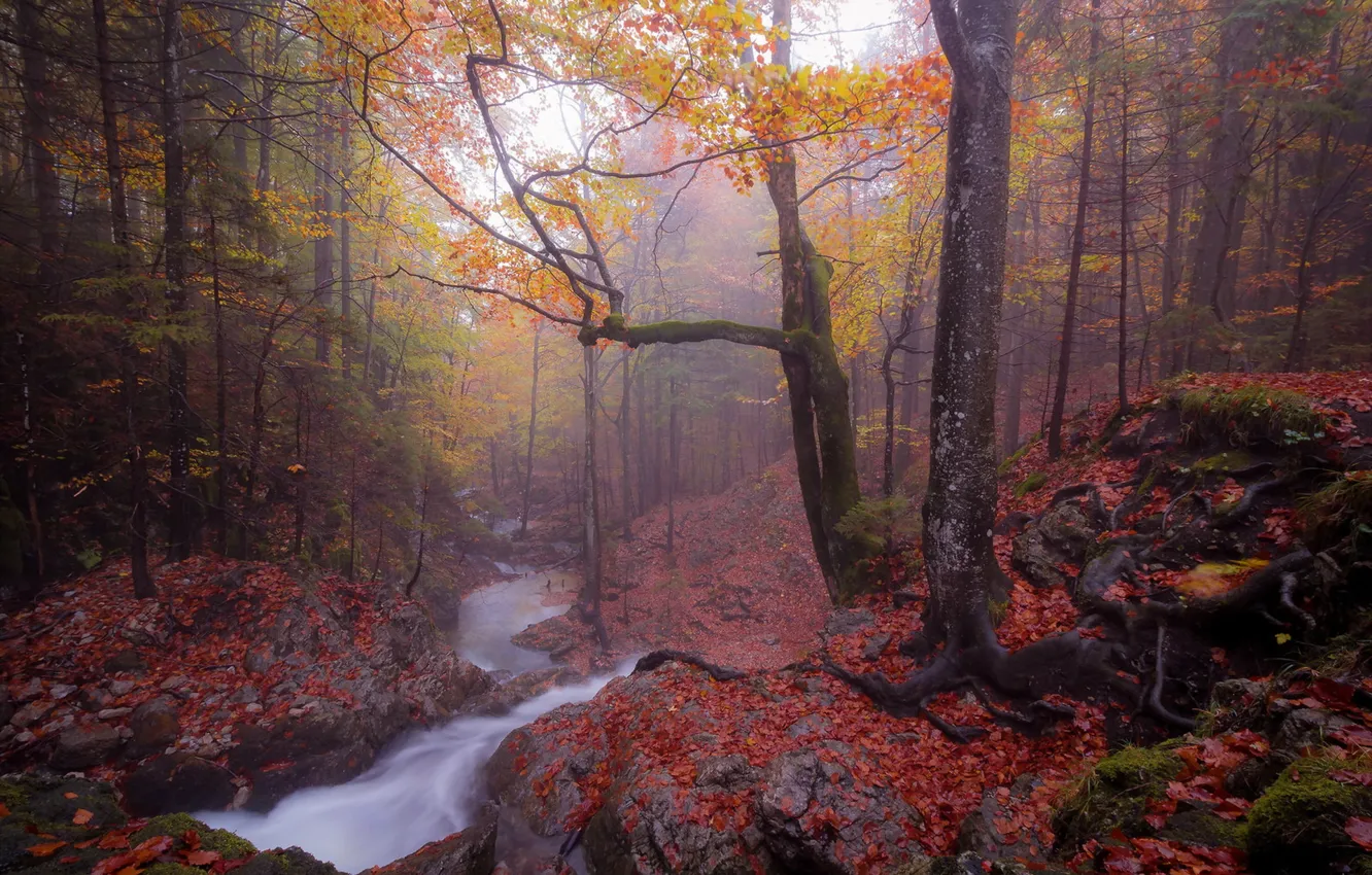 Фото обои осень, лес, туман, река