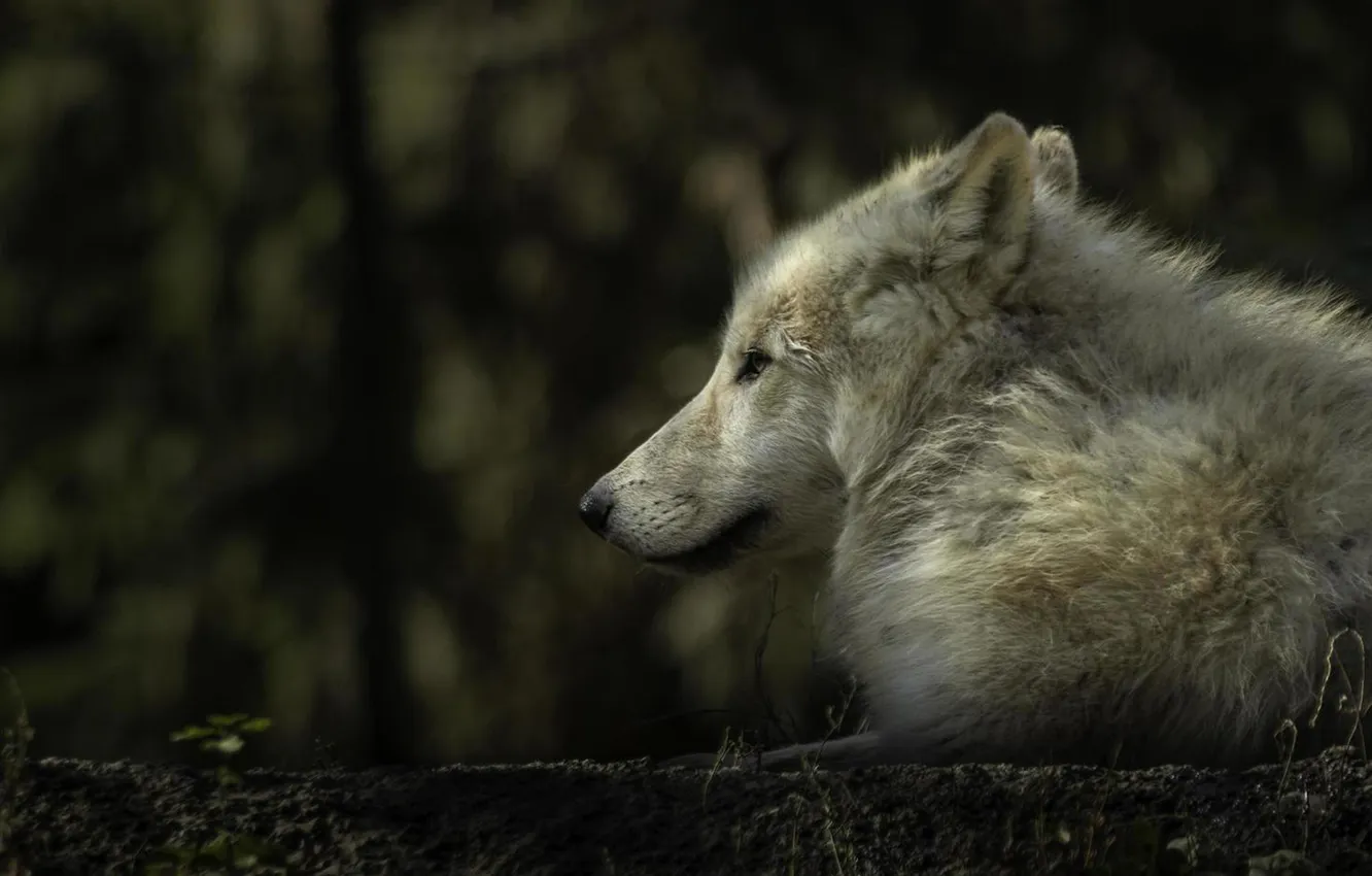 Фото обои nature, face, animal, wolf, wildlife, head, fur, mammal