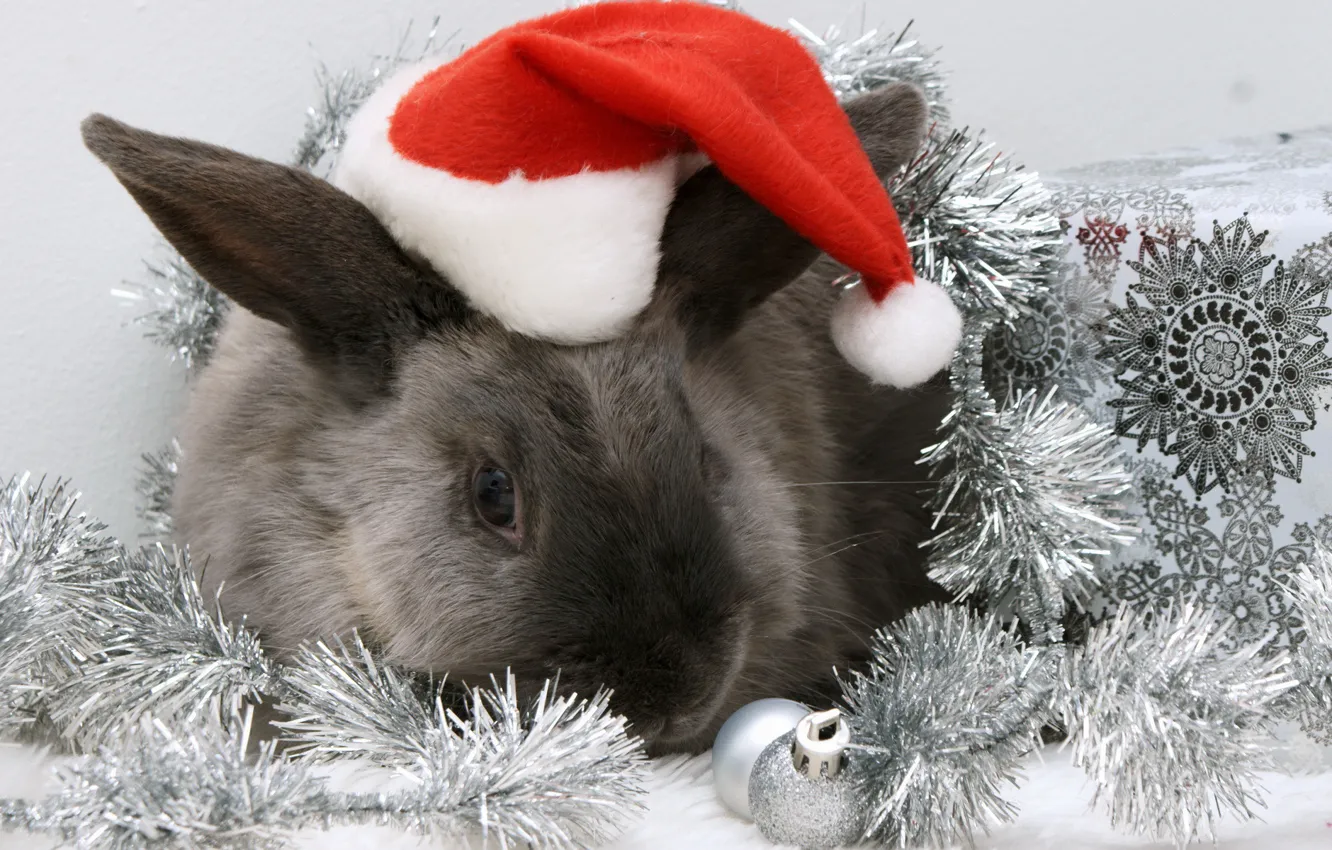 Фото обои шапка, кролик, Новый год