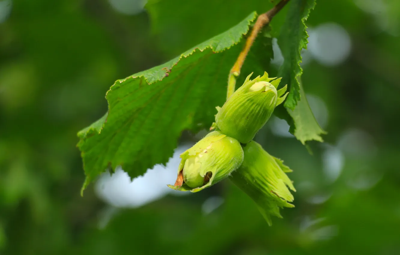 Фото обои nuts, plant, twig