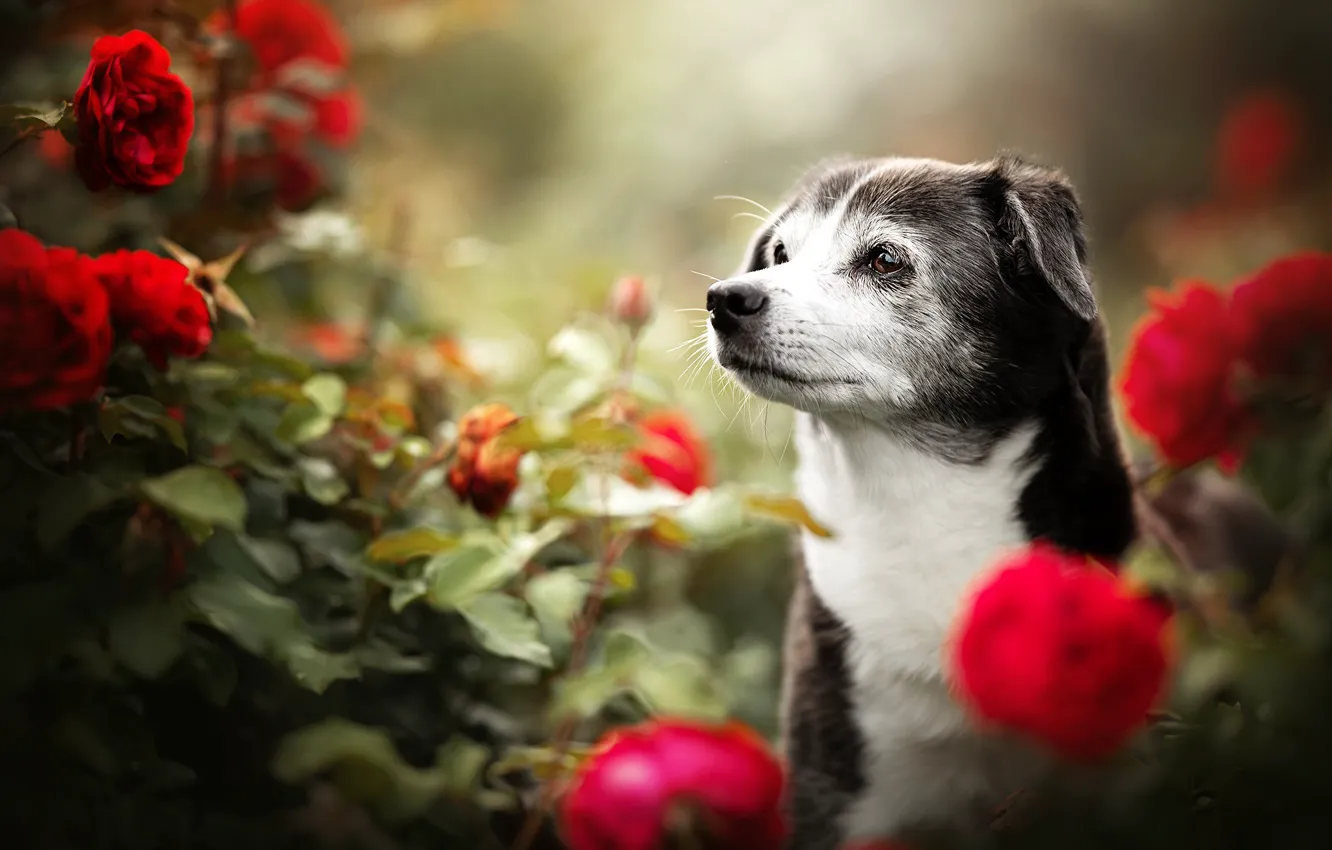 Фото обои морда, цветы, розы, собака, боке