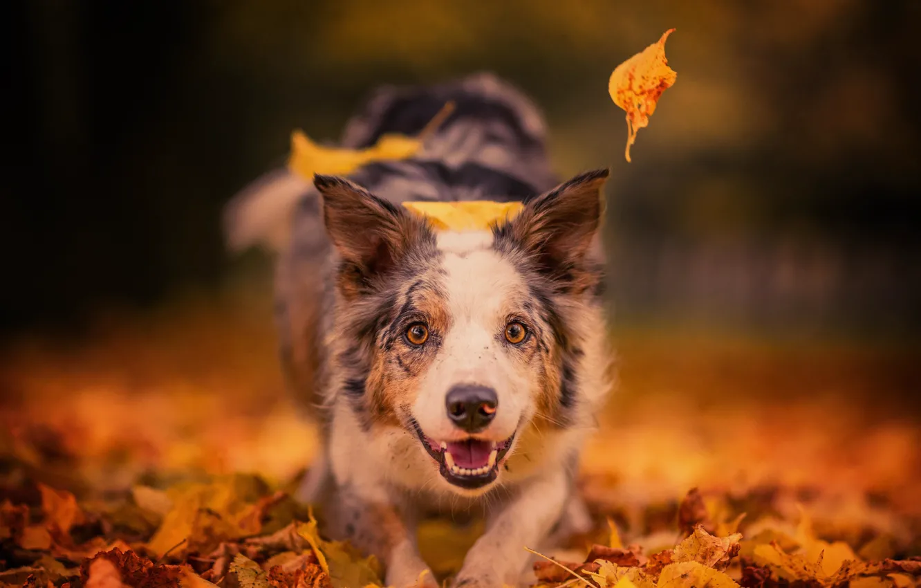 Фото обои осень, взгляд, морда, листья, радость, настроение, собака, боке