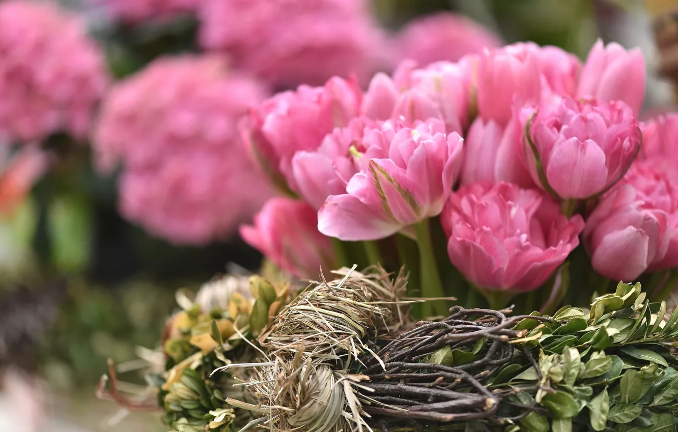 Фото обои макро, лепестки, тюльпаны, розовые, бутоны, композиция