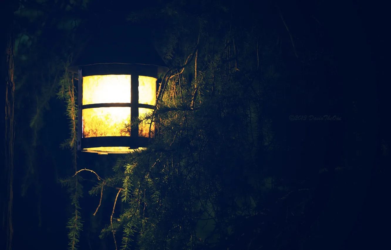 Фото обои свет, ветки, елка, фонарь