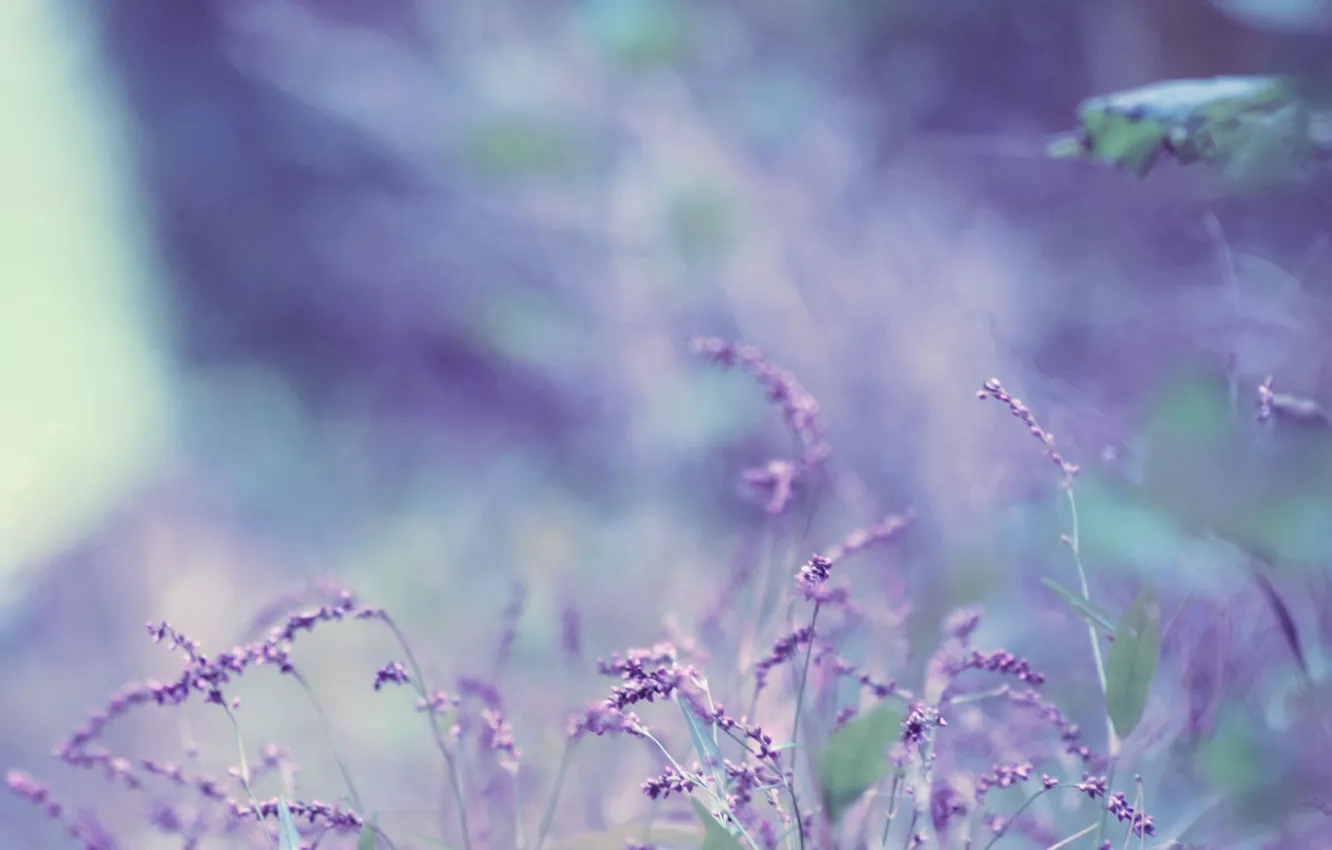 Фото обои цветок, лаванда, боке, bokeh, lavender