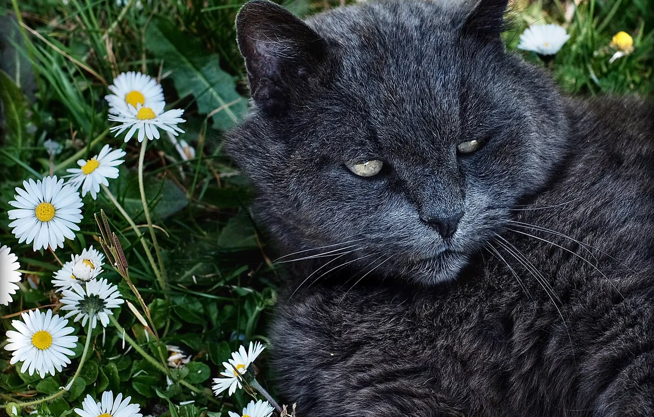 Фото обои зелень, кошка, лето, кот, взгляд, свет, цветы, поза