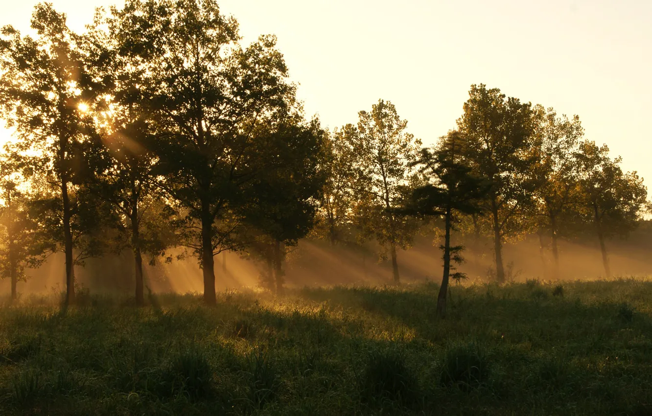Фото обои лес, лето, трава, туман, утро