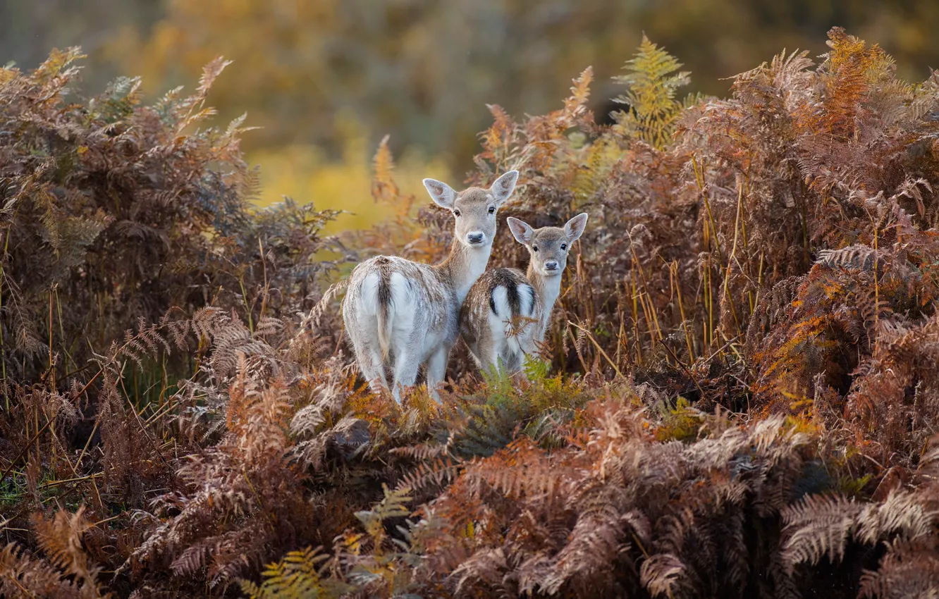 Фото обои осень, лес, взгляд, листья, природа, заросли, две, олень