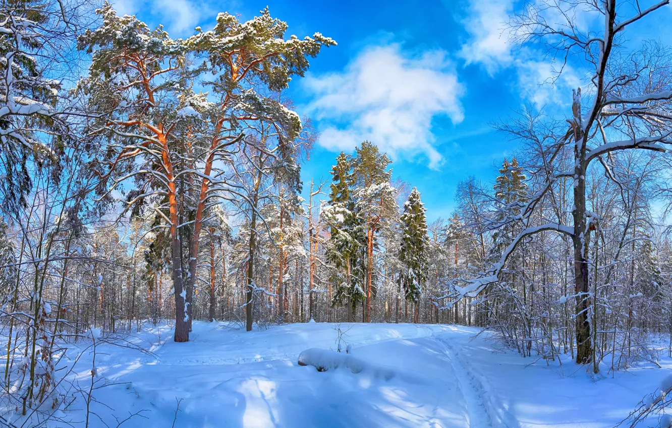 Фото обои лес, небо, снег, деревья, пейзаж, снежинки, природа, мороз