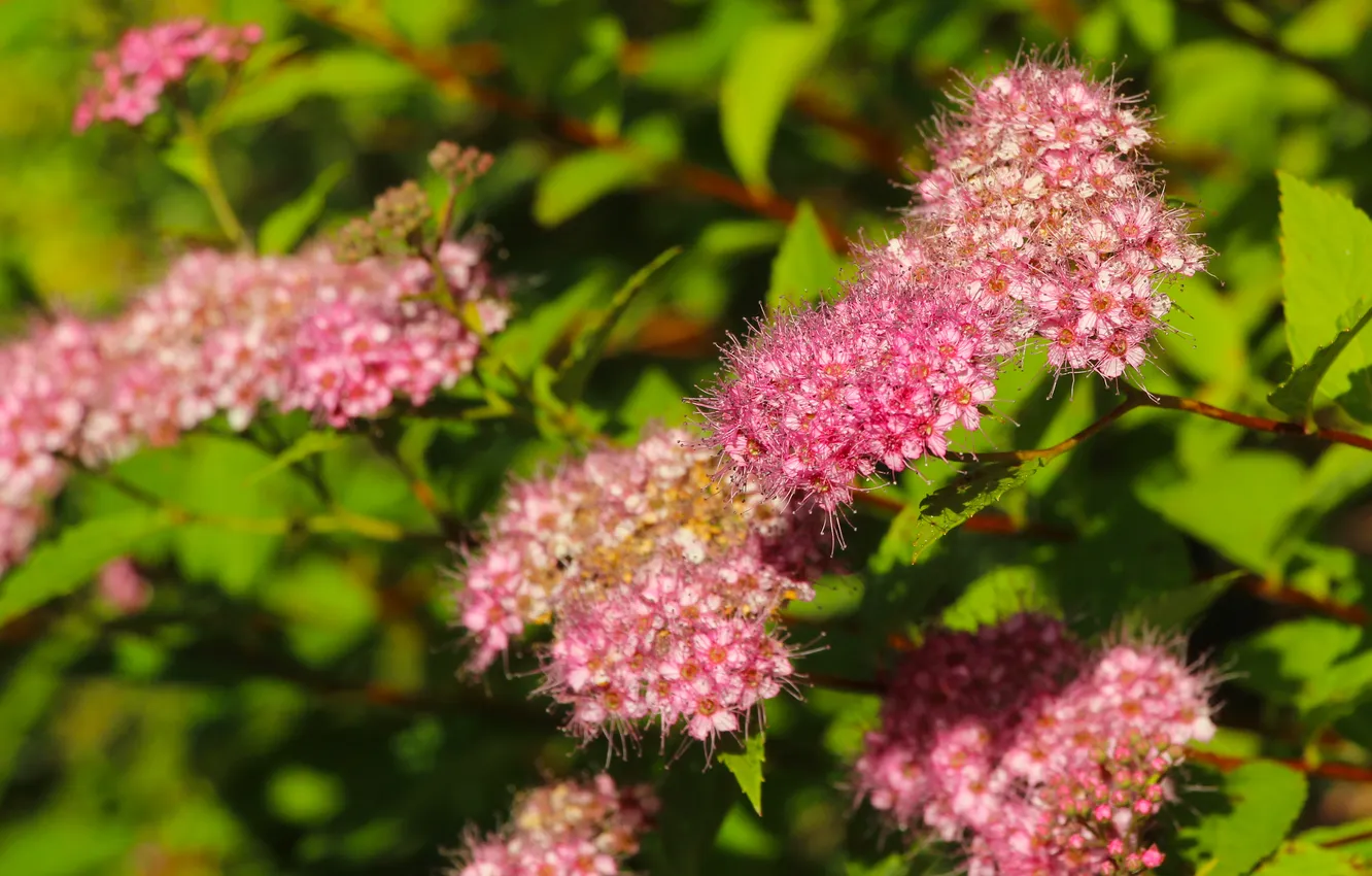 Фото обои pink, blooming, Japanese spirea