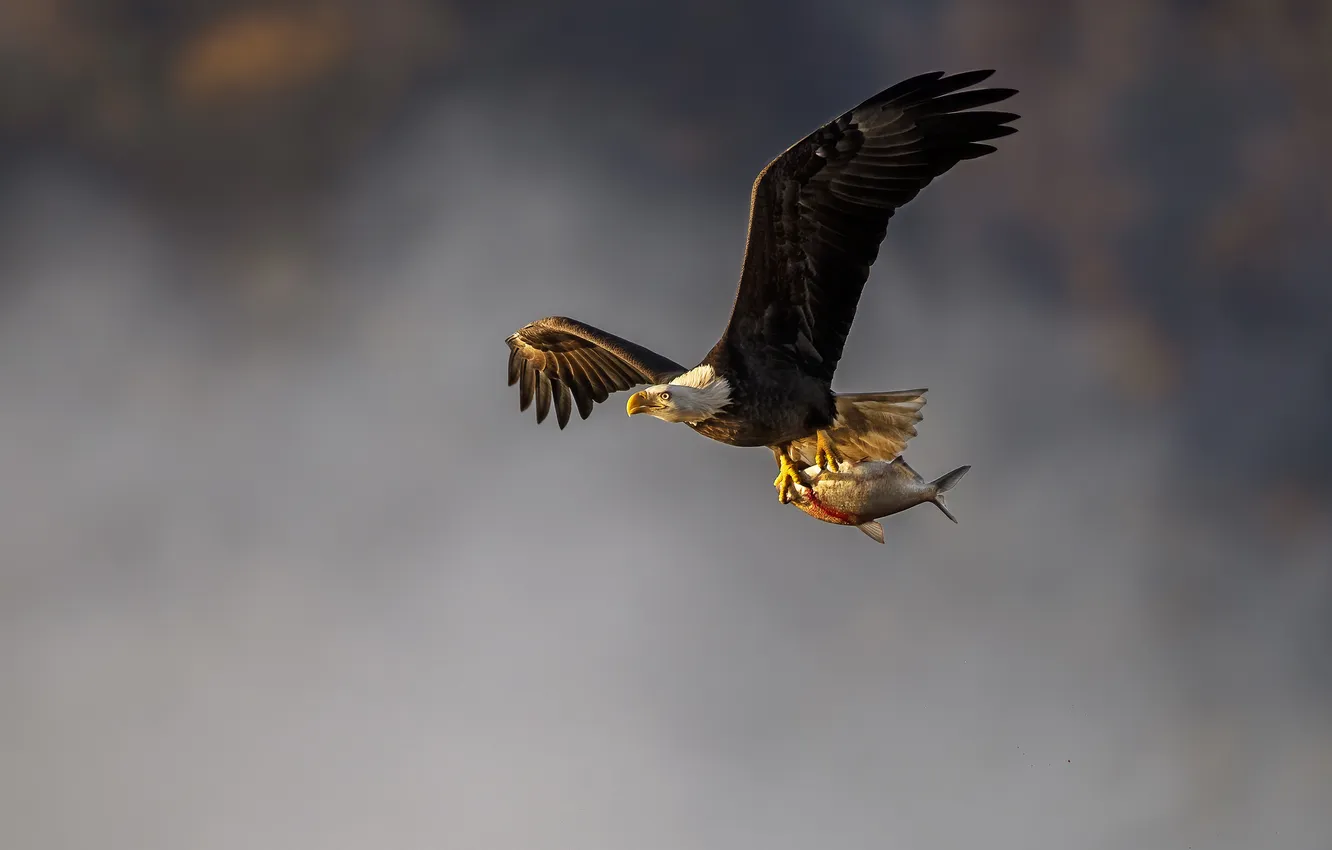 Фото обои небо, полет, птица, рыба, добыча, белоголовый орлан