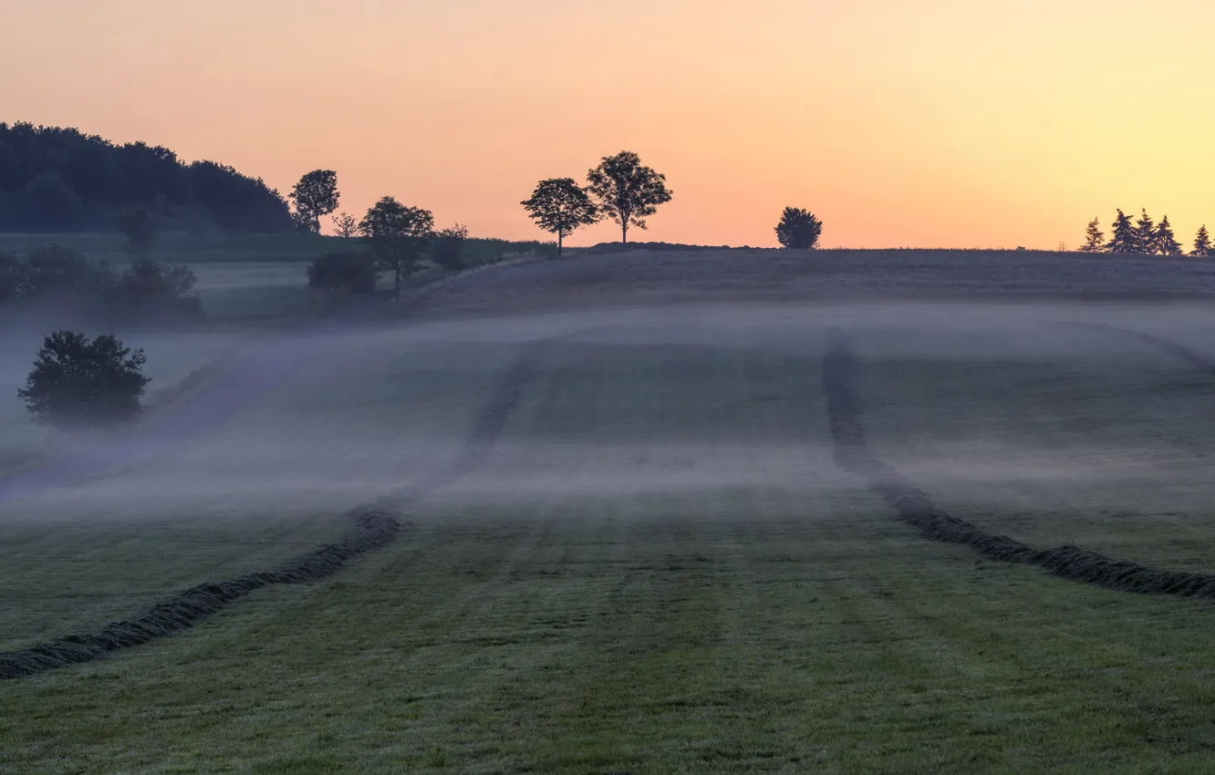 Фото обои поле, закат, туман