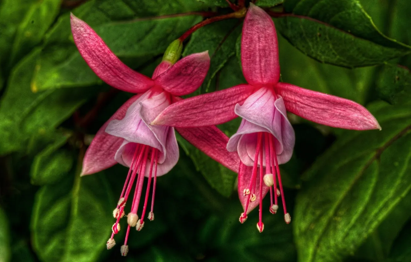 Фото обои макро, цветы, розовые, фуксия