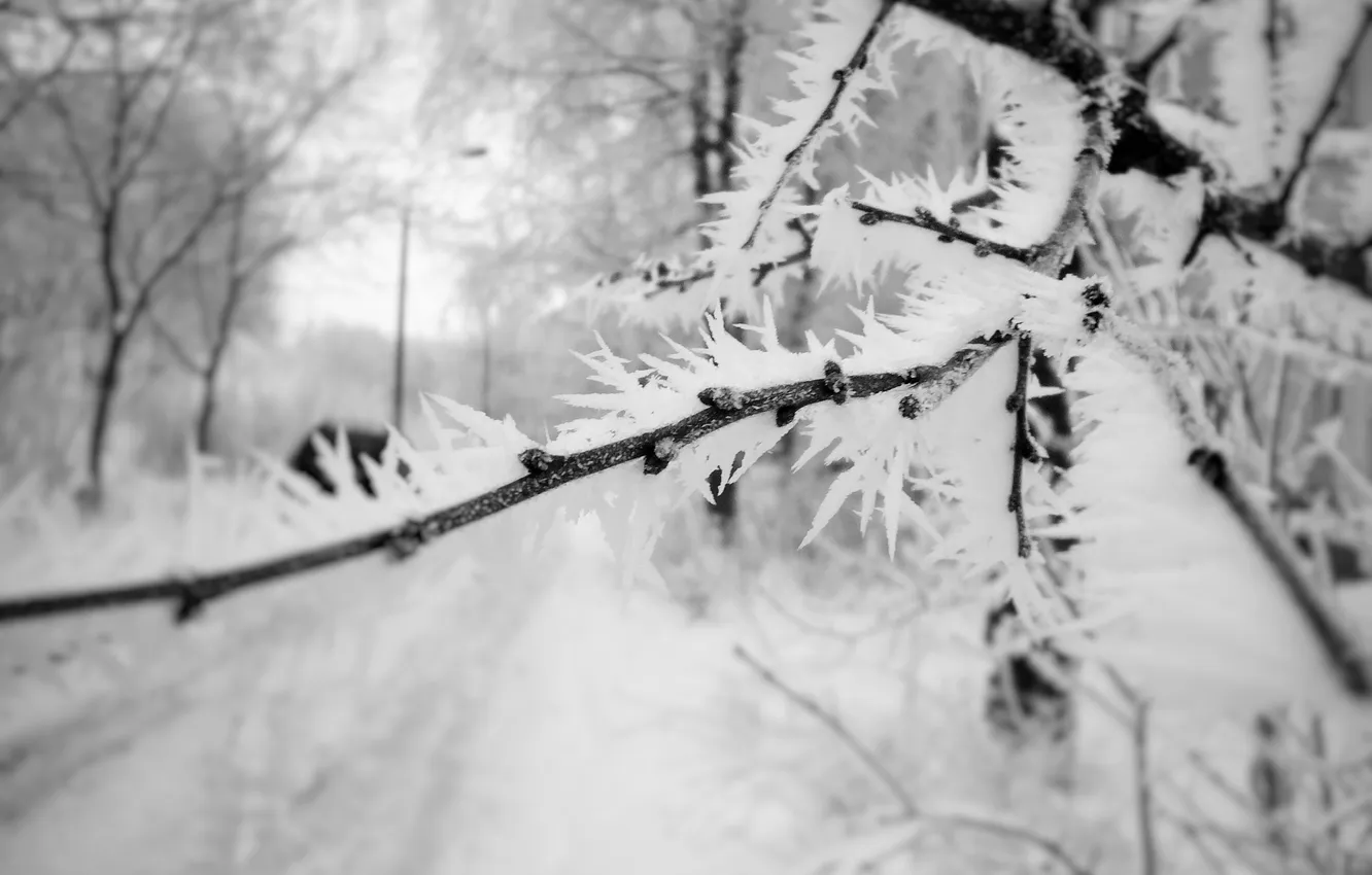 Фото обои иней, макро, снег, Зимнее утро