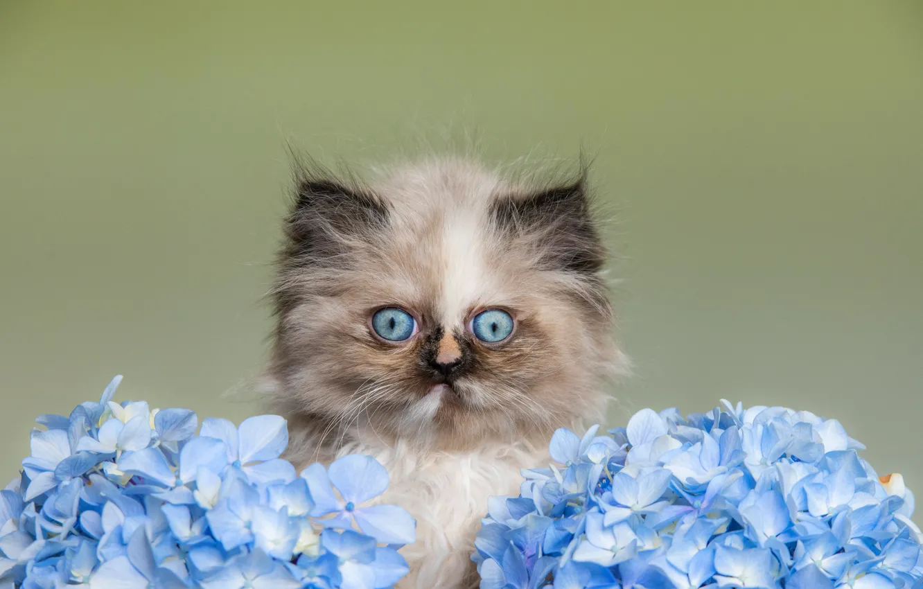 Фото обои кошка, взгляд, цветы, котенок, портрет, голубые, котёнок, мордашка