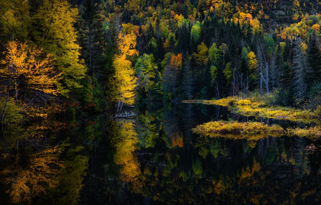 Фото обои осень, лес, деревья, озеро, отражение, берег, склон, бревно