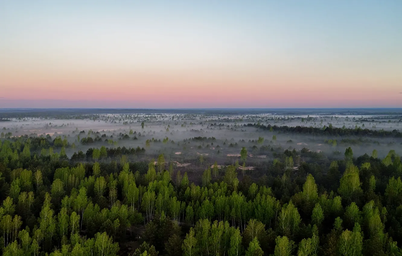 Фото обои Lietuva, rūkas, miškas