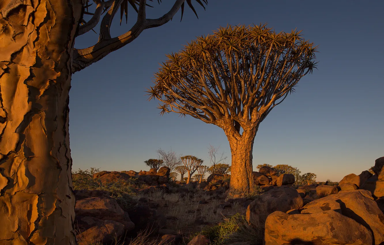 Фото обои небо, деревья, пейзаж, закат, камни, Африка, Намибия