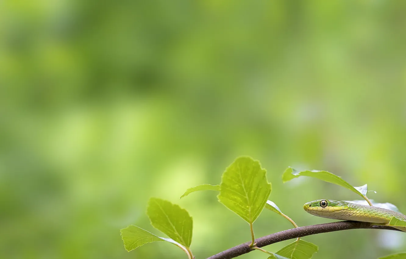 Фото обои Green, Snake, Rough