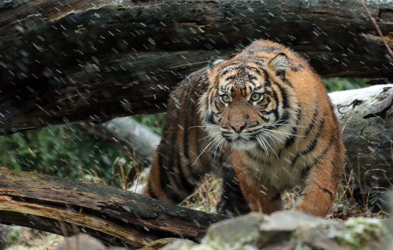 Фото обои взгляд, морда, хищник, суматранский тигр