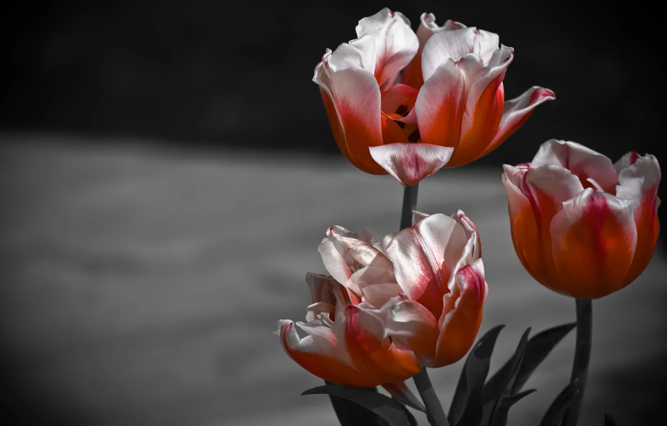 Фото обои макро, фон, лепестки, тюльпаны