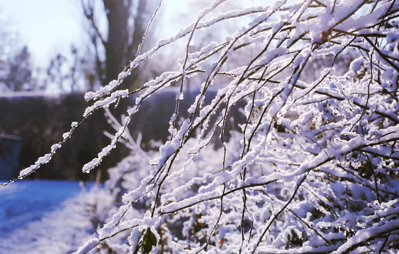 Фото обои winter, snow, twig