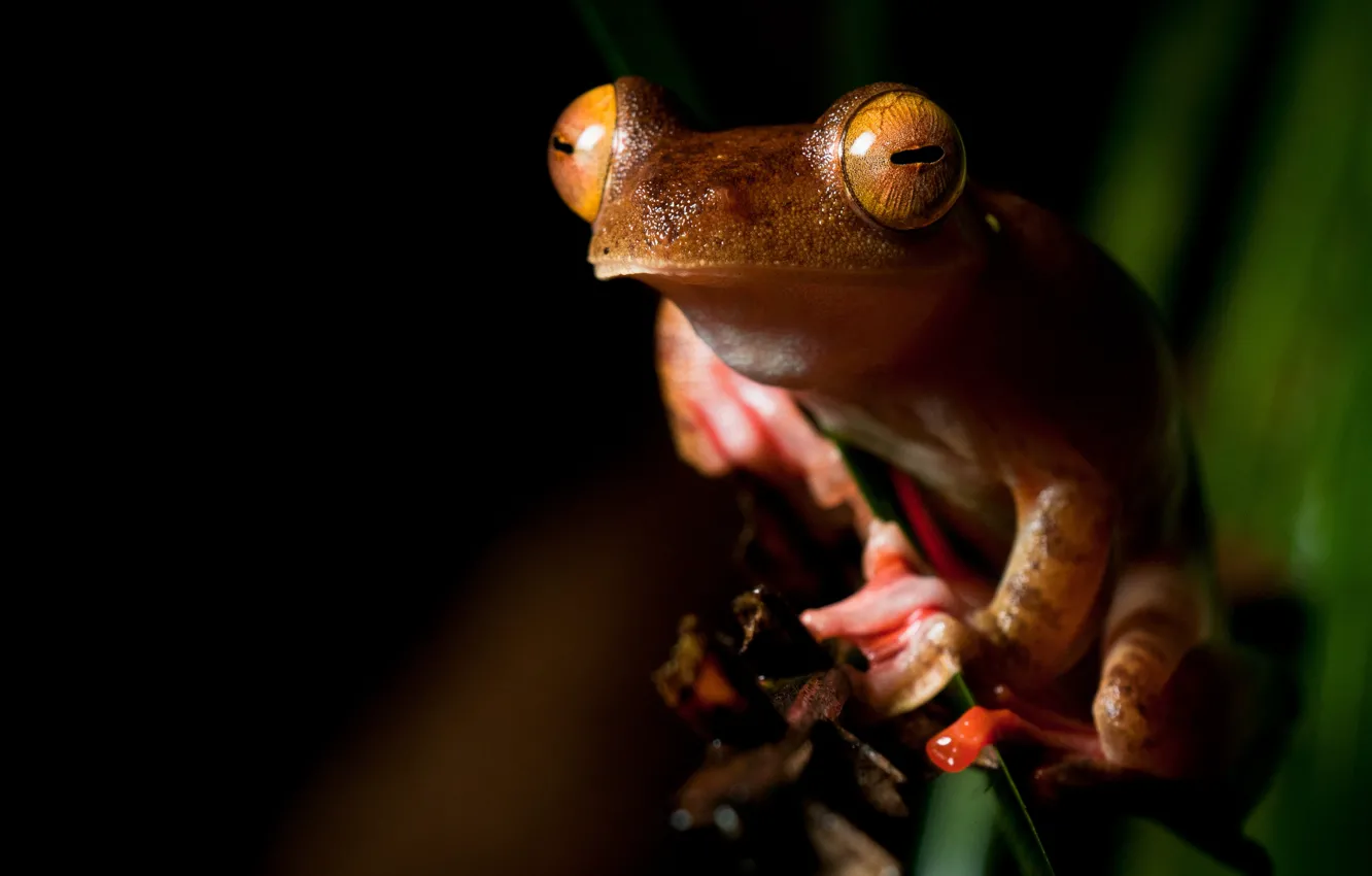 Фото обои животные, глаза, макро, лист, зеленый, листок, лягушка, оранжевая