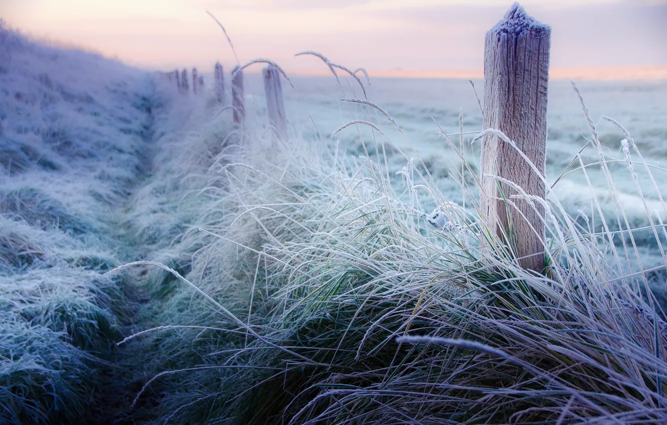 Фото обои зима, иней, трава, столбы, забор, утро, ограда, мороз