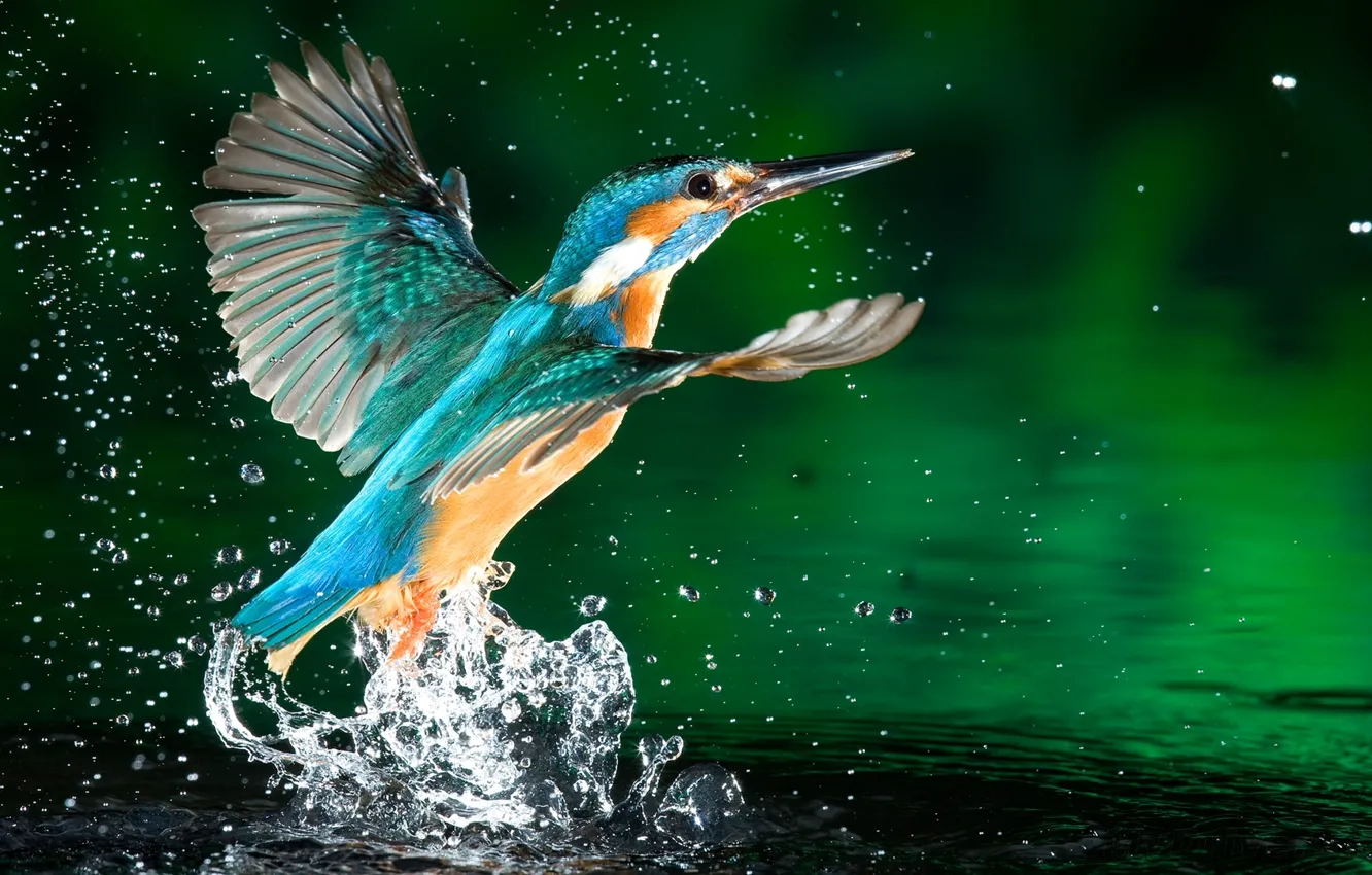 Фото обои цвета, вода, капли, брызги, природа, зеленый, фото, птица