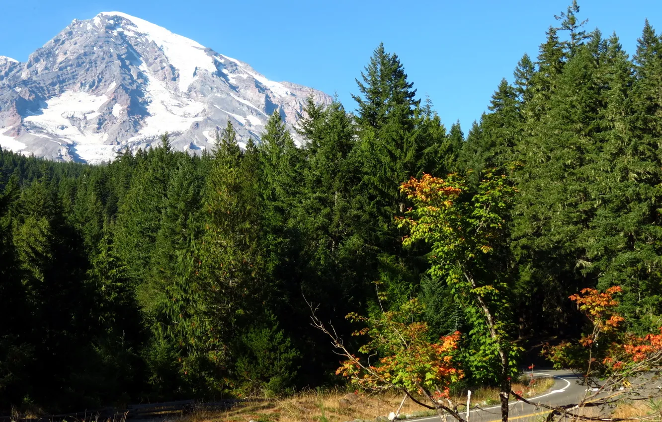 Фото обои дорога, лес, гора, ледник, США, Mount Rainier National Park
