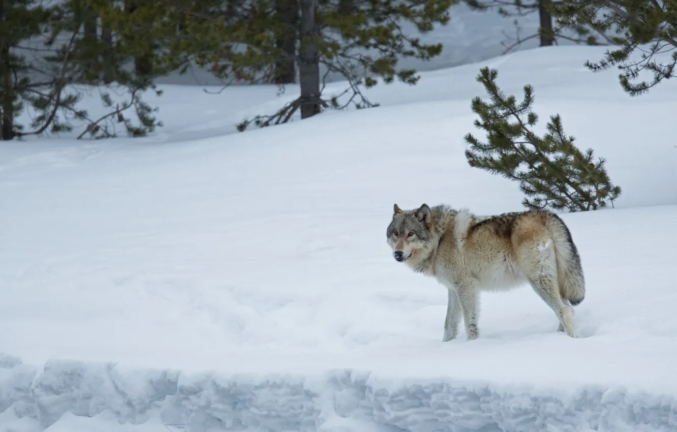 Фото обои зима, лес, снег, волк, хищник