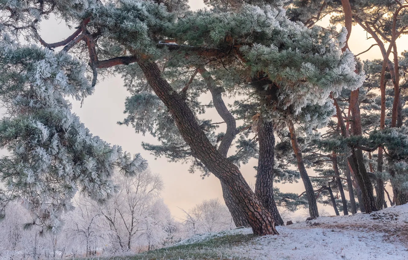 Фото обои зима, иней, деревья, пейзаж, природа, парк, сосны, кусты