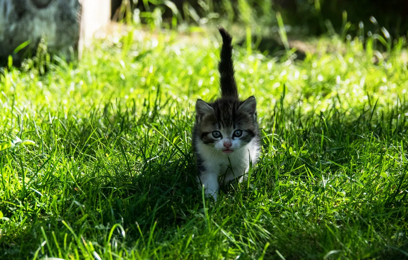 Фото обои кошка, лето, трава, взгляд, свет, природа, котенок, серый