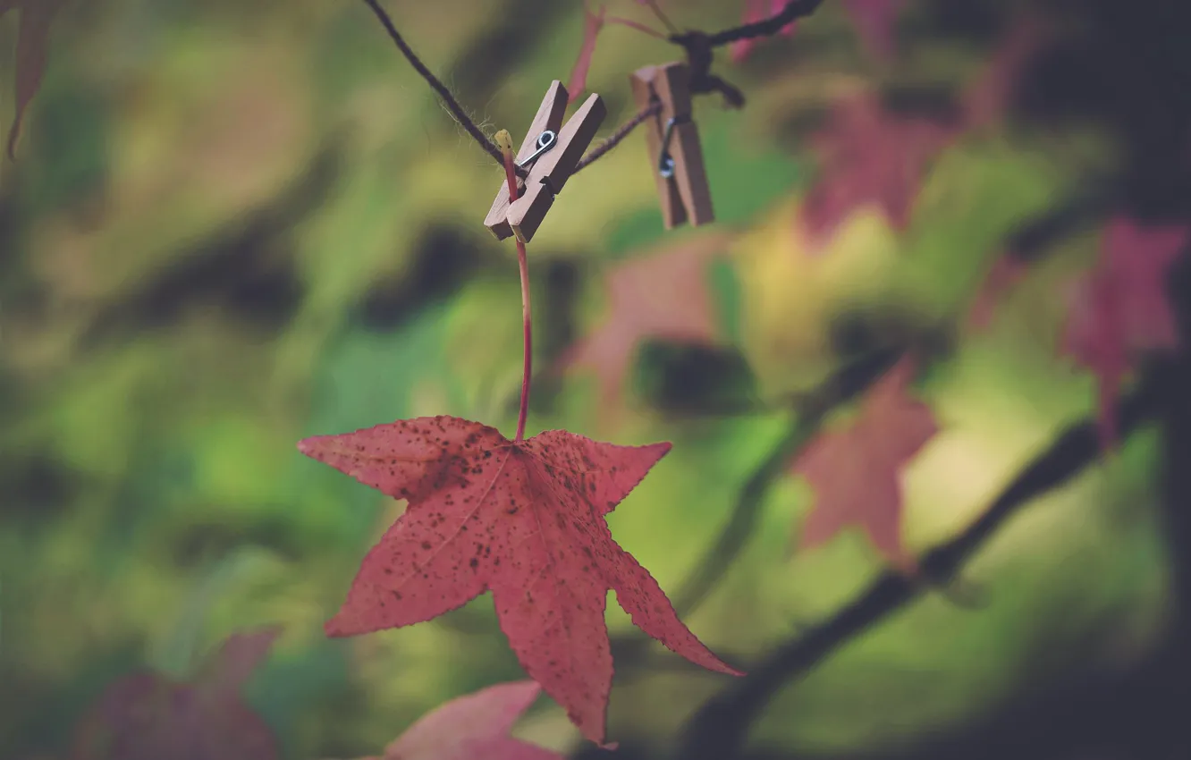 Фото обои осень, лист, прищепка