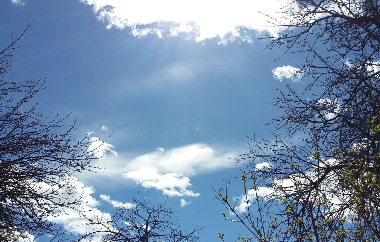 Фото обои небо, облака, ветки, высота, солнечный свет, ранняя весна