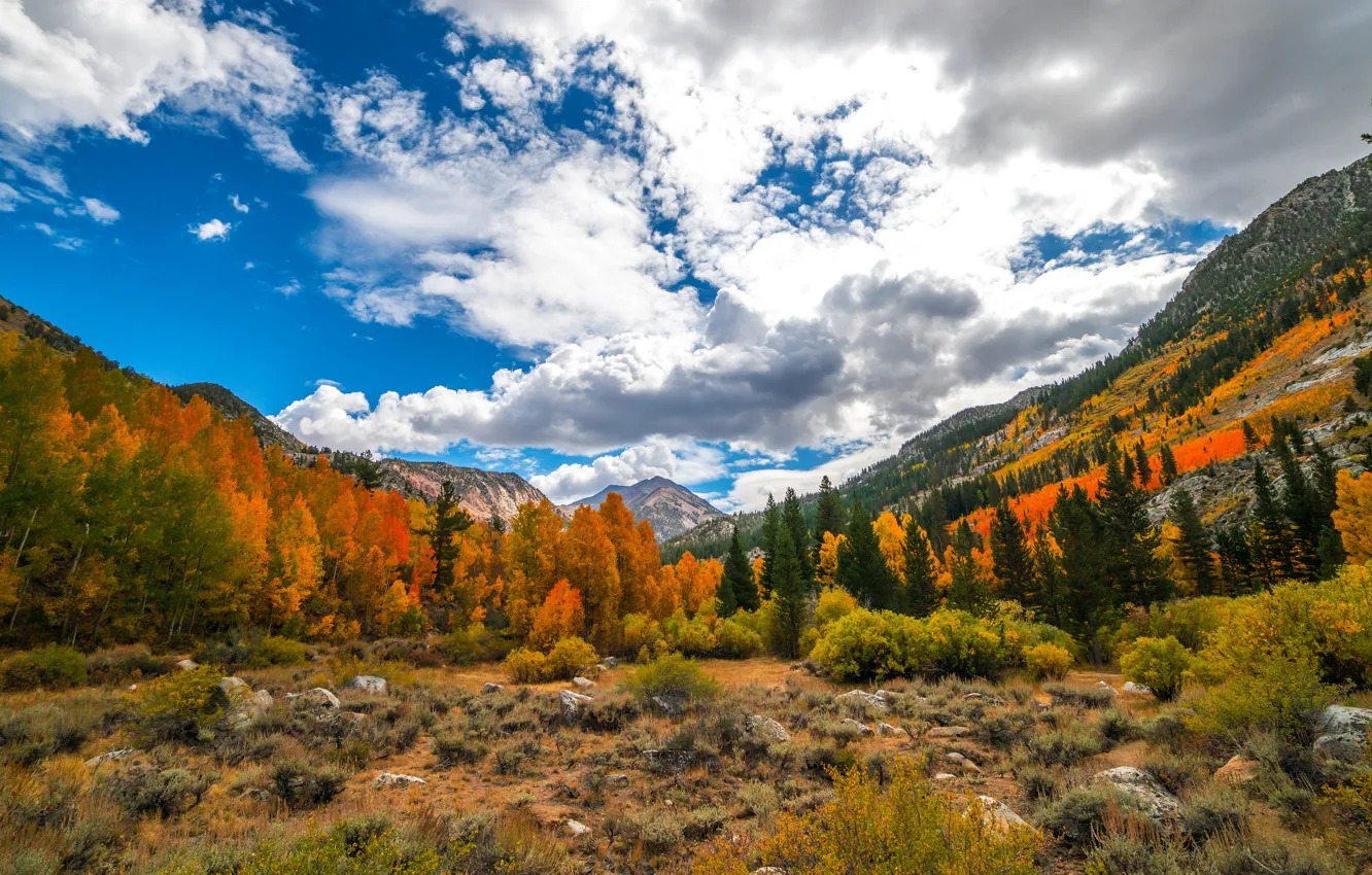 Фото обои осень, лес, небо, трава, облака, деревья, пейзаж, горы