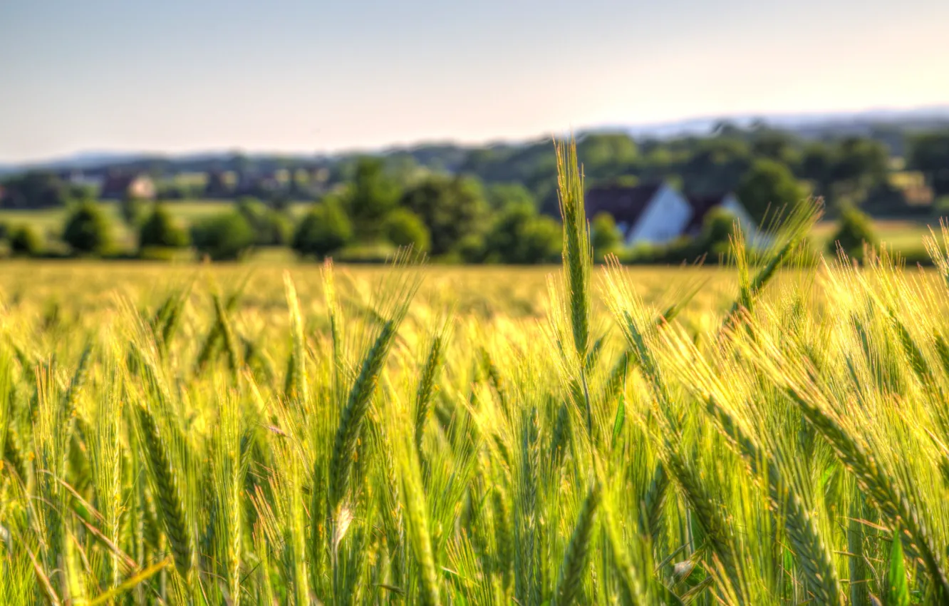 Фото обои пшеница, небо, поля, сельская местность, боке, фермы, поле пшеницы
