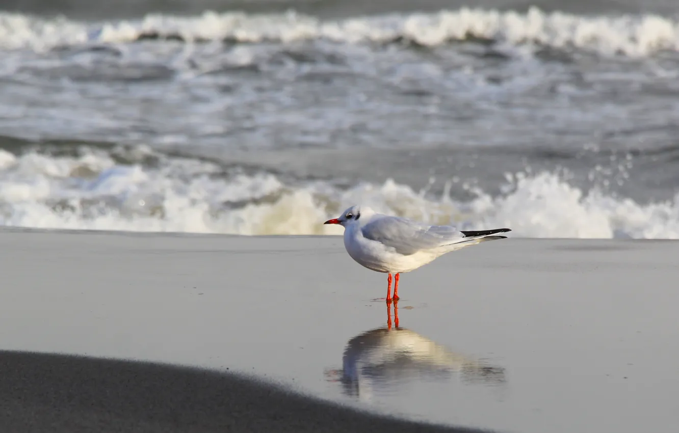 Фото обои sea, ocean, bird, wave, seagull