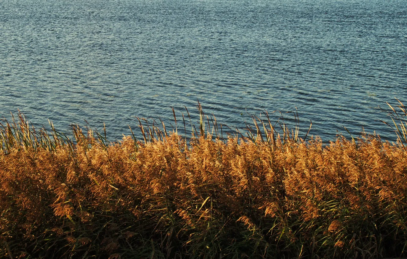 Фото обои осень, желтый, озеро, пруд, река, Вода, Трава, камыш