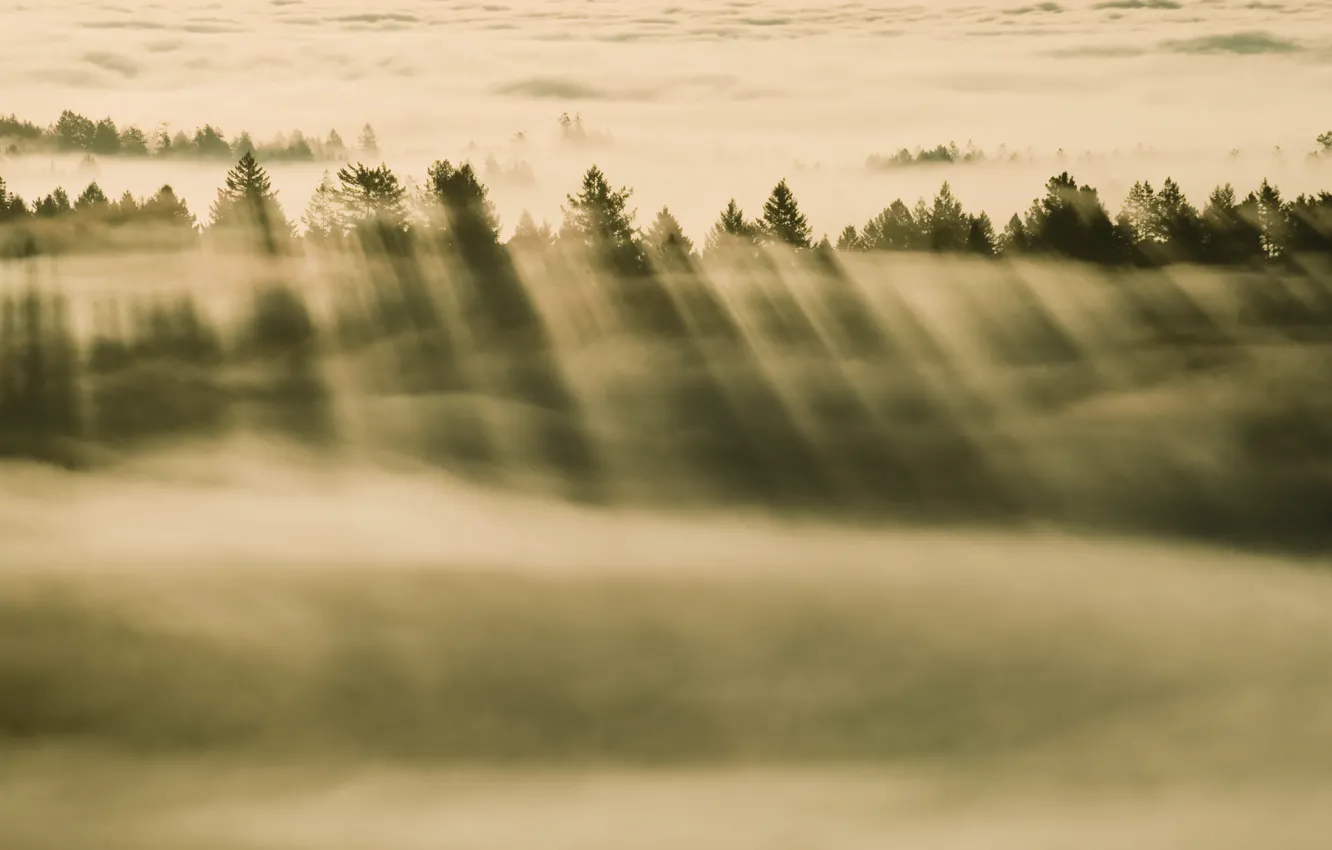 Фото обои лес, туман, apple, mac, forest, mavericks, foggy, os x