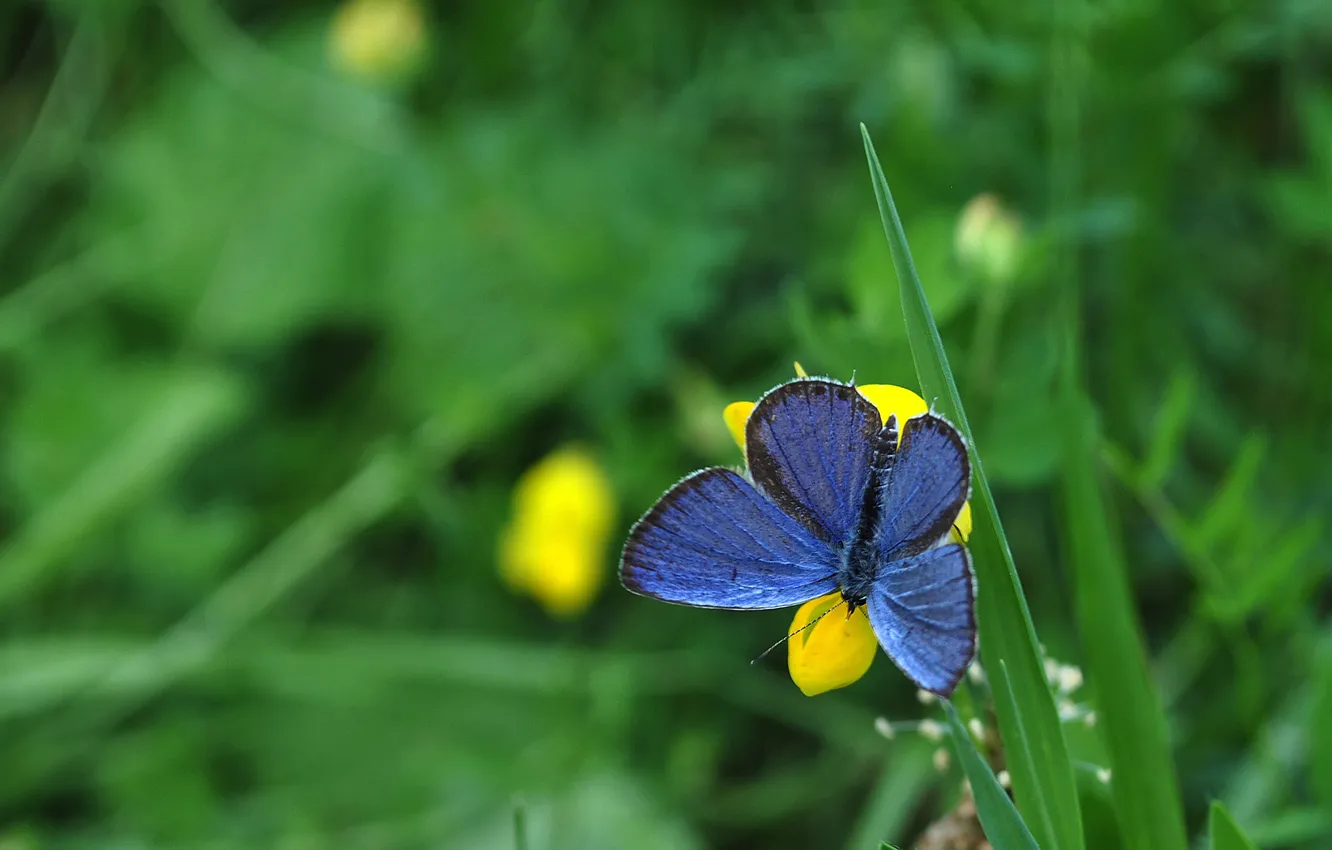 Фото обои трава, цветы, бабочка, контраст