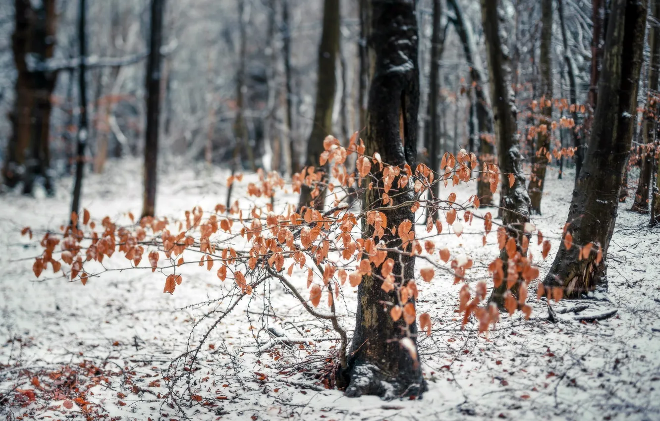 Фото обои зима, лес, снег