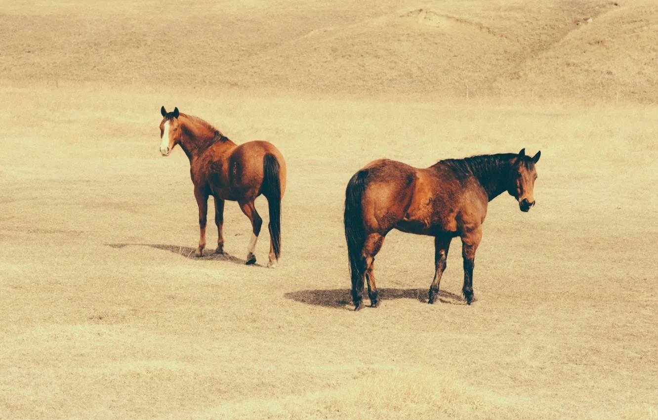 Фото обои лошади, horses, looking, лагерь, camp, глядя