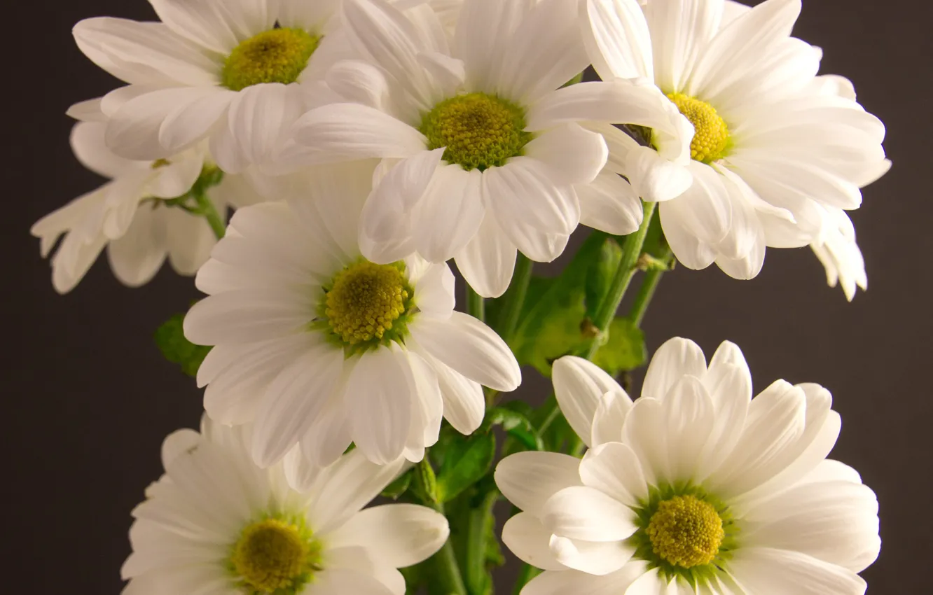 Фото обои цветы, букет, белые, хризантемы