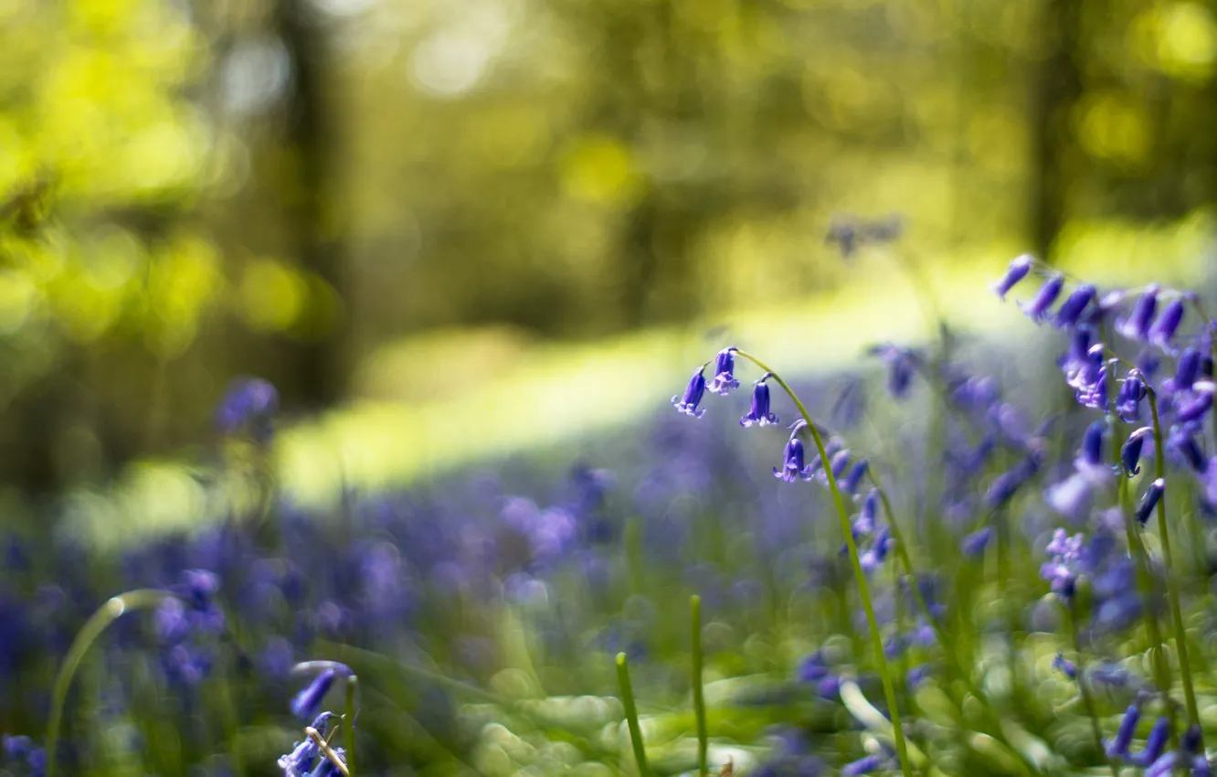 Фото обои лес, макро, цветы, блики, поляна, размытость, Колокольчики, синие