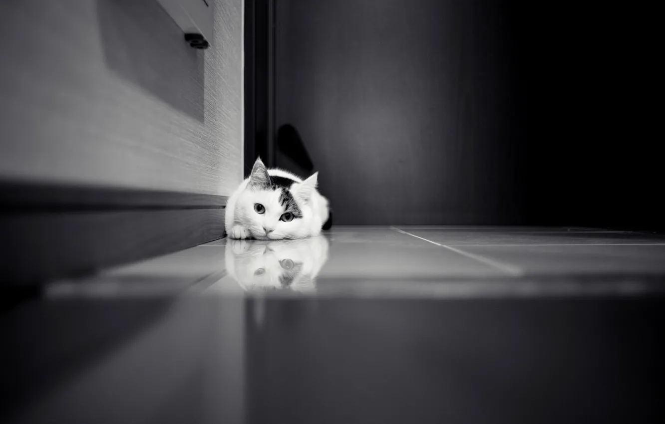 Фото обои кошка, кот, дверь, кафель, черно-белое, белая, шкаф