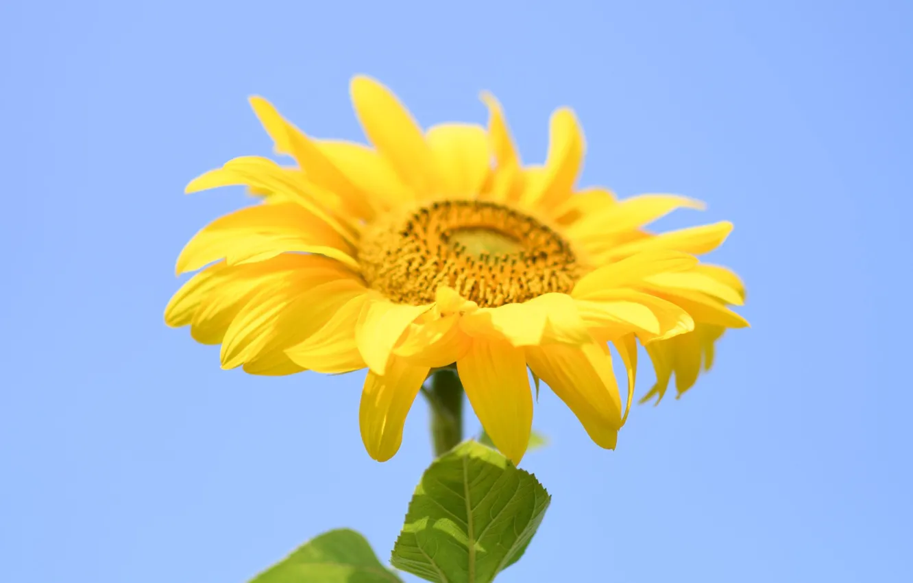 Фото обои Yellow, Summer, Sunflower