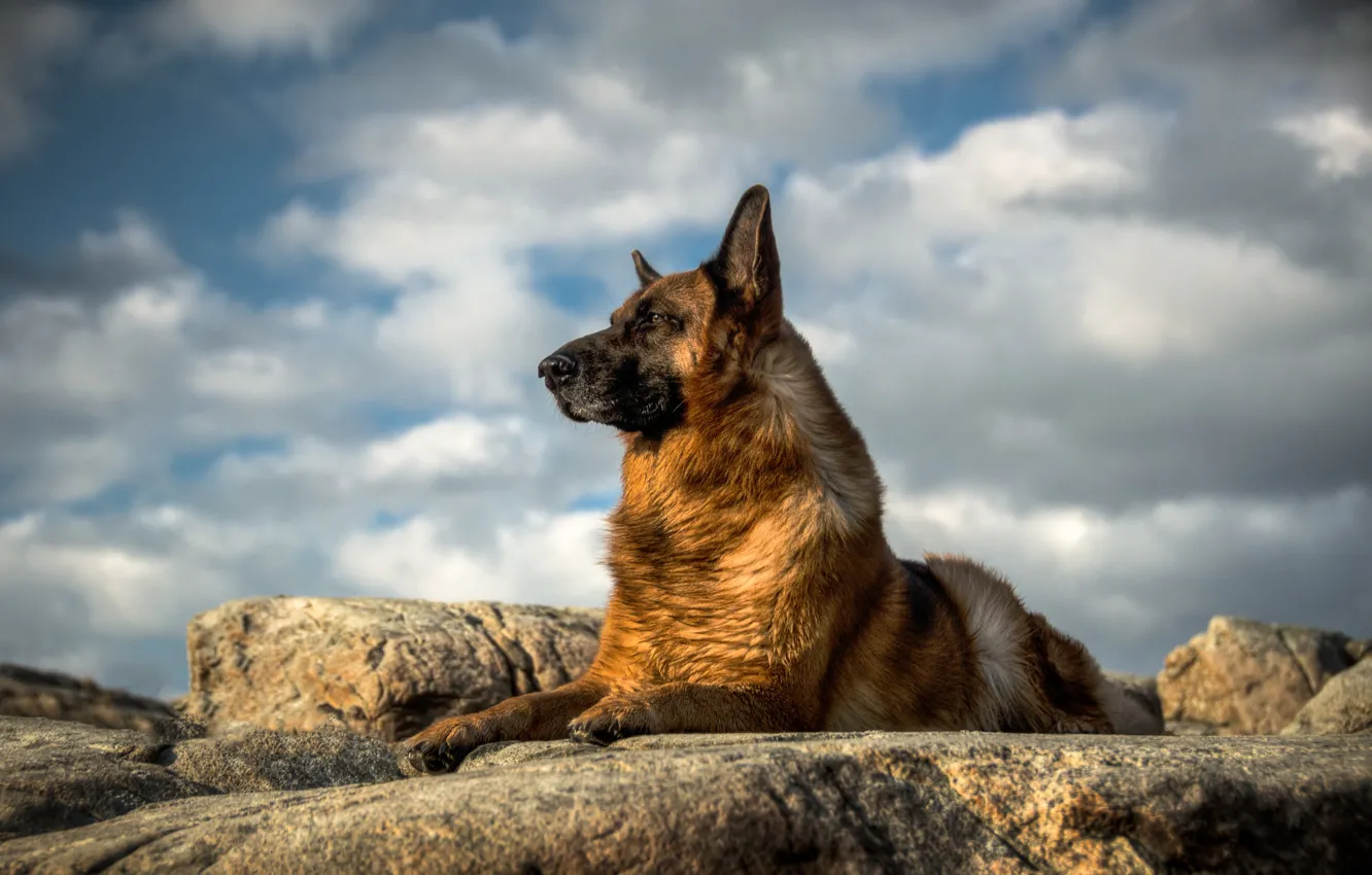Фото обои взгляд, собака, Немецкая овчарка