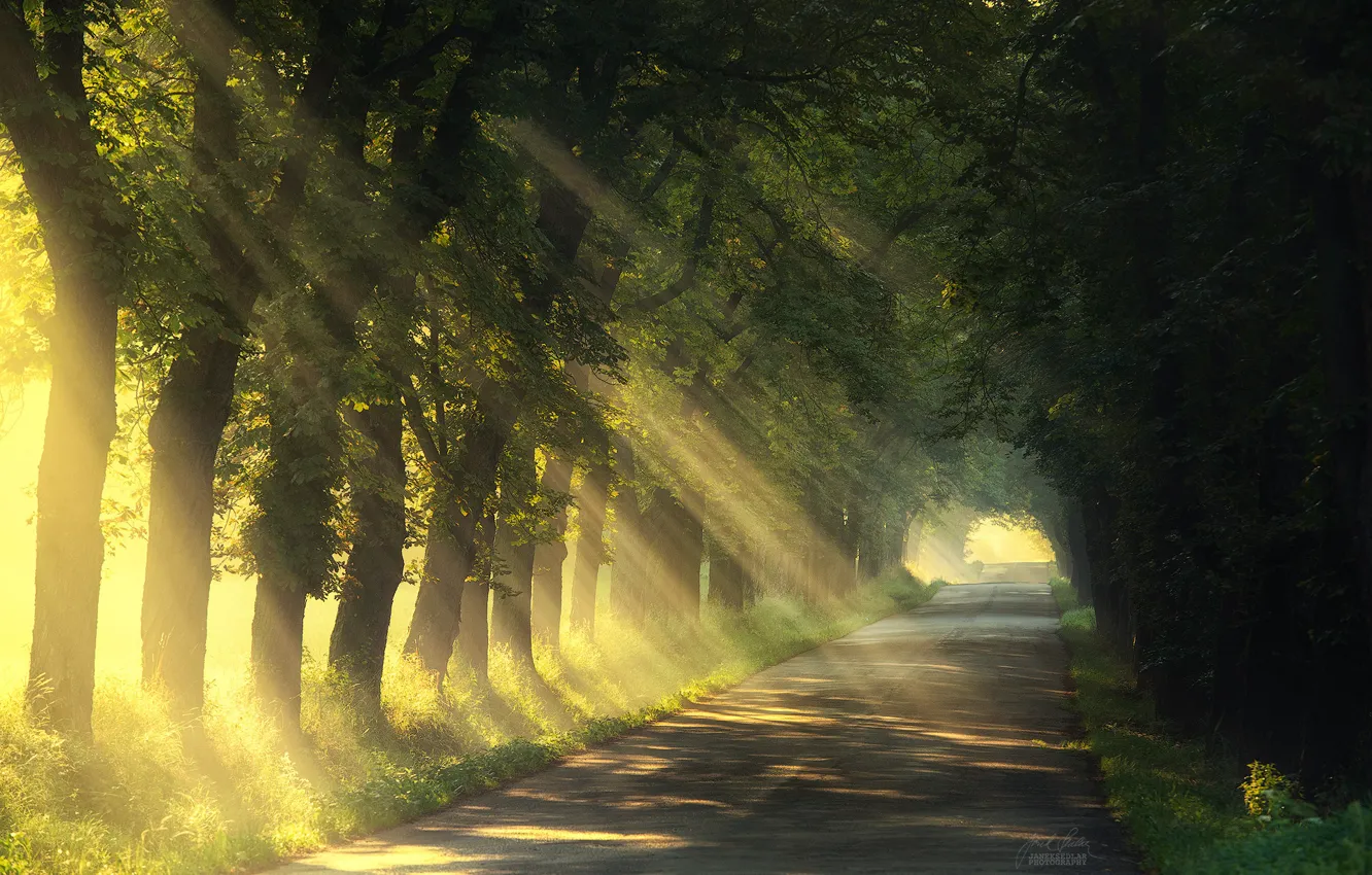 Фото обои дорога, лето, свет, деревья, природа